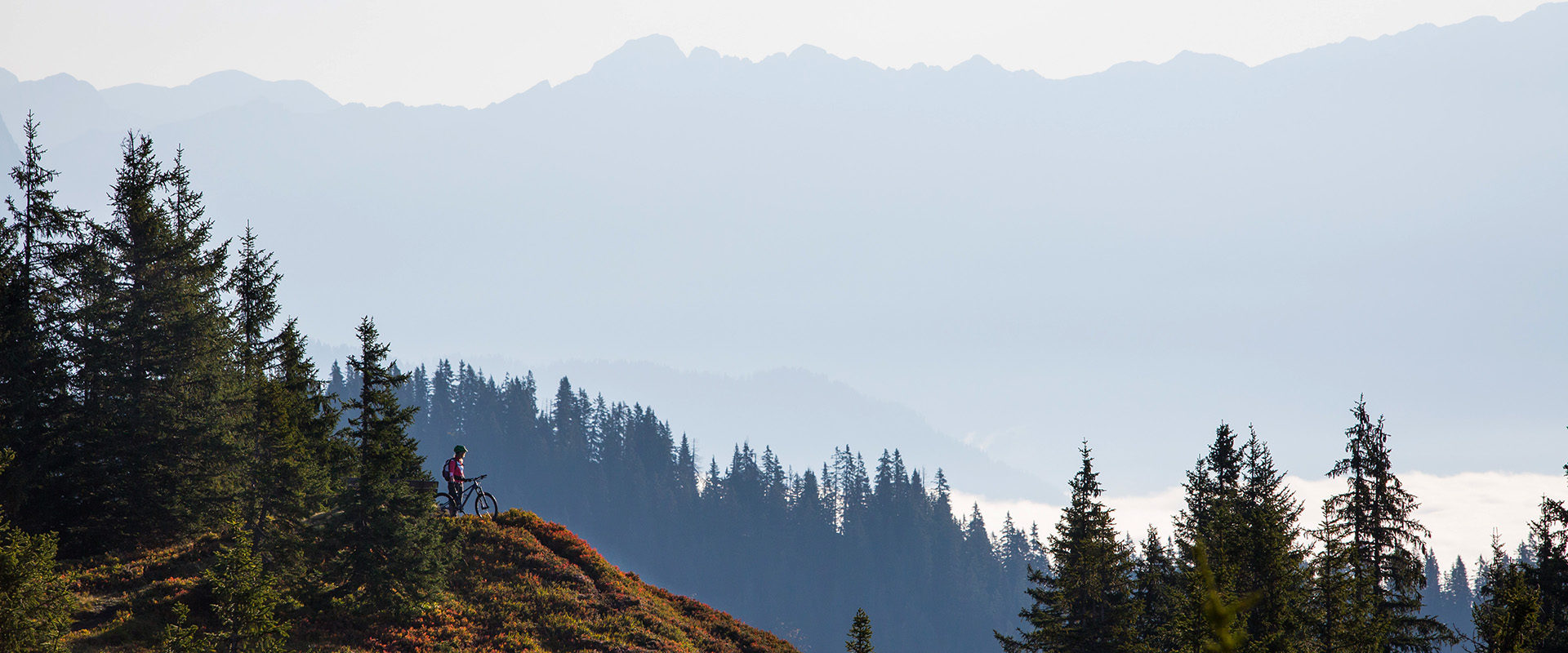Mountainbiker in den Bergen mit traum Aussicht und rot herbstlichen Heidelbeerstauden