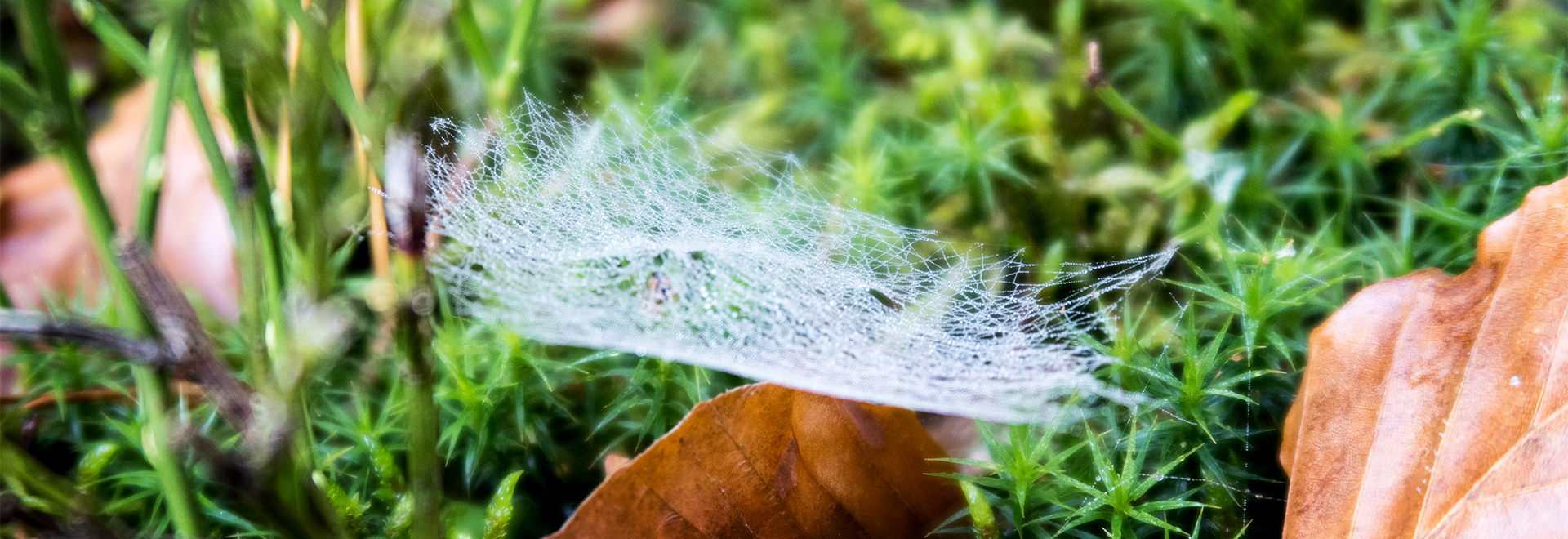Tautropfen an Spinnennetz im moosigem Waldboden mit Laubblatt